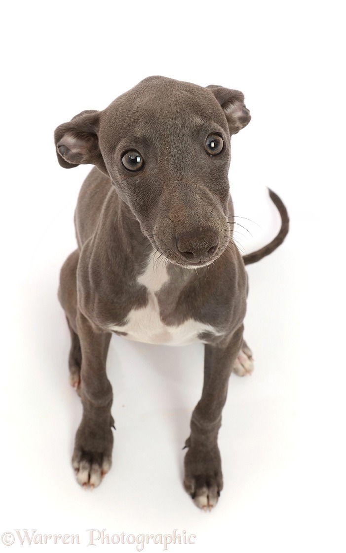 Blue Italian Greyhound puppy, 4 months old, sitting looking up, white background