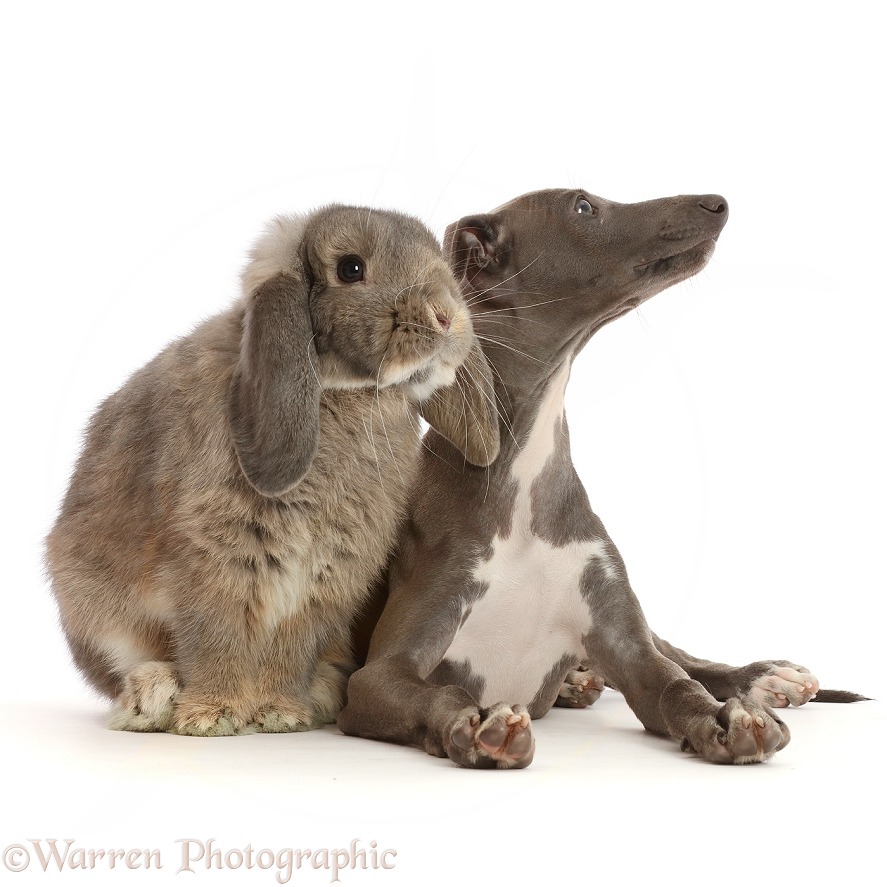 Grey Lop bunny with Blue Italian Greyhound puppy. (For Headbanging Friends), white background