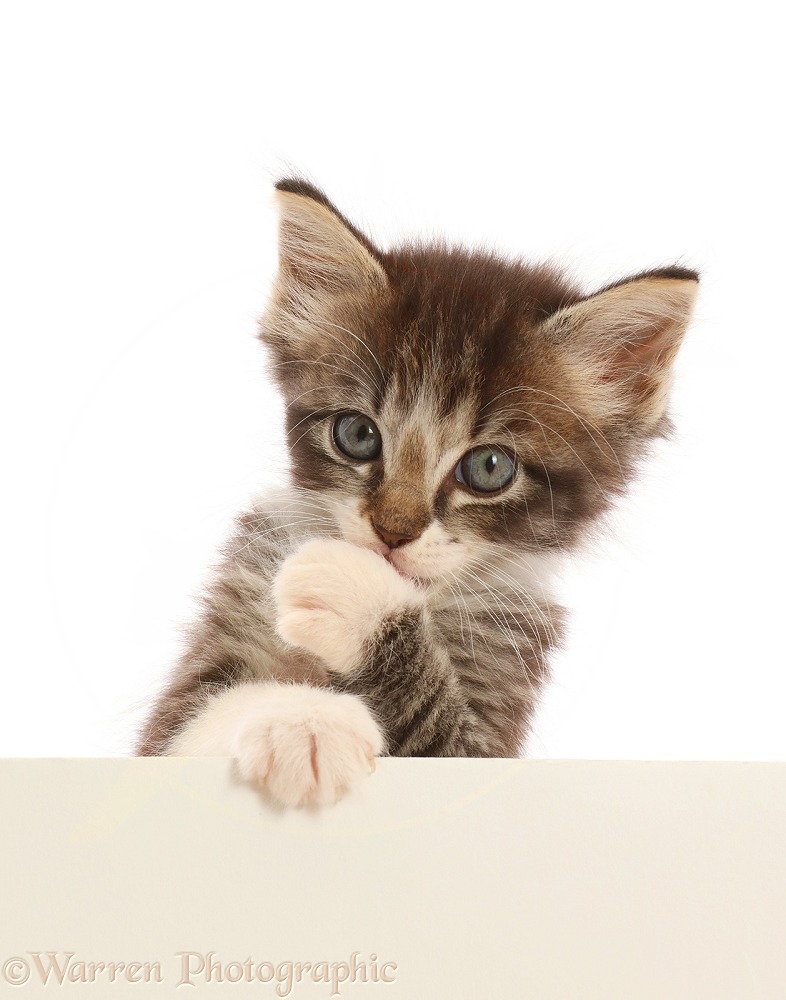 Tabby kitten, paws over with cheeky expression, white background