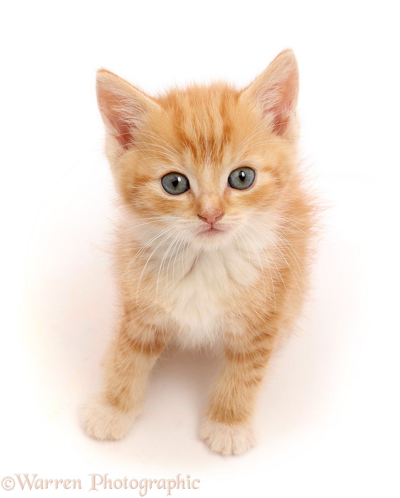 Ginger kitten sitting and looking up, white background
