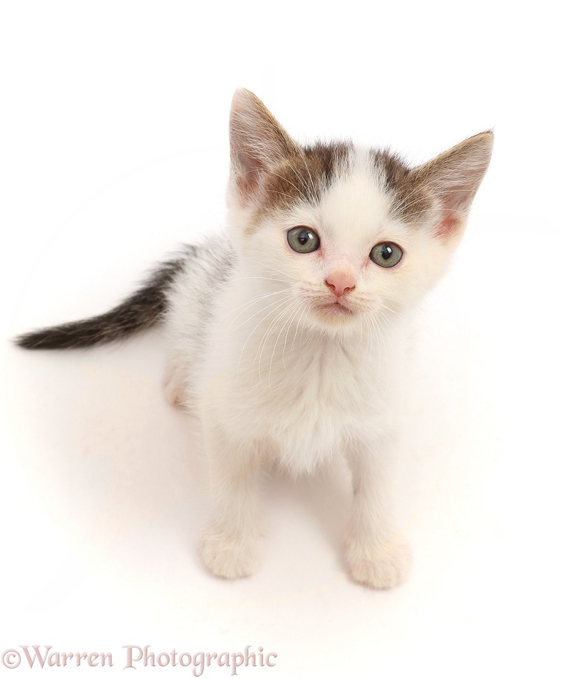 Tabby-and-white kitten, sitting looking up, white background