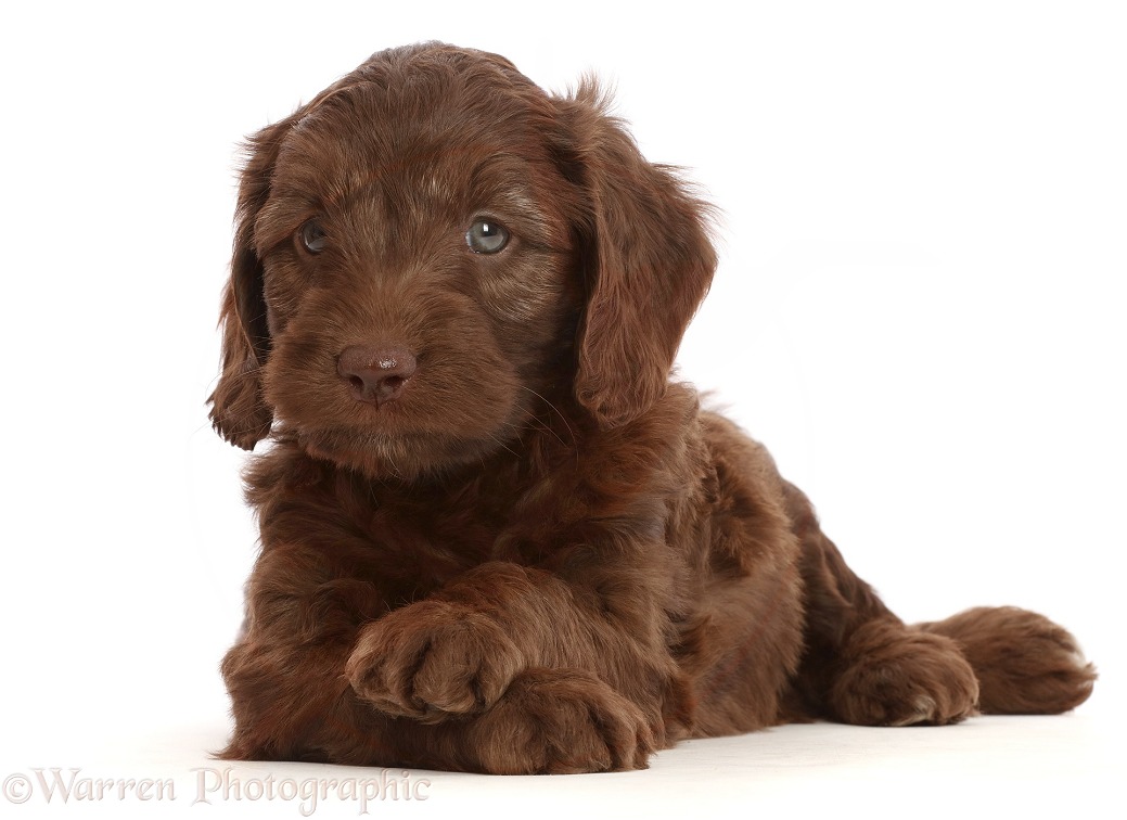 Chocolate Sproodle puppy with crossed paws, white background