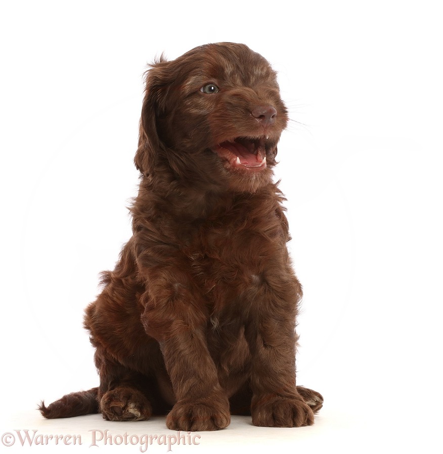 Chocolate Sproodle puppy yawning, white background