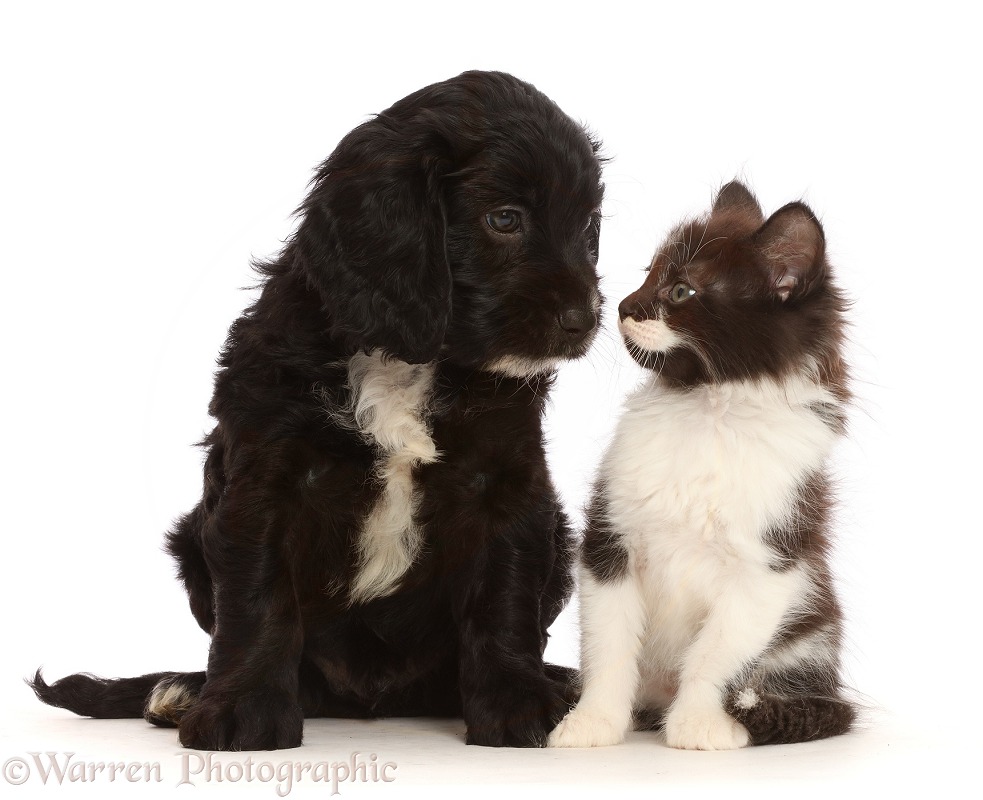 Black-and-white Sproodle puppy and kitten, white background