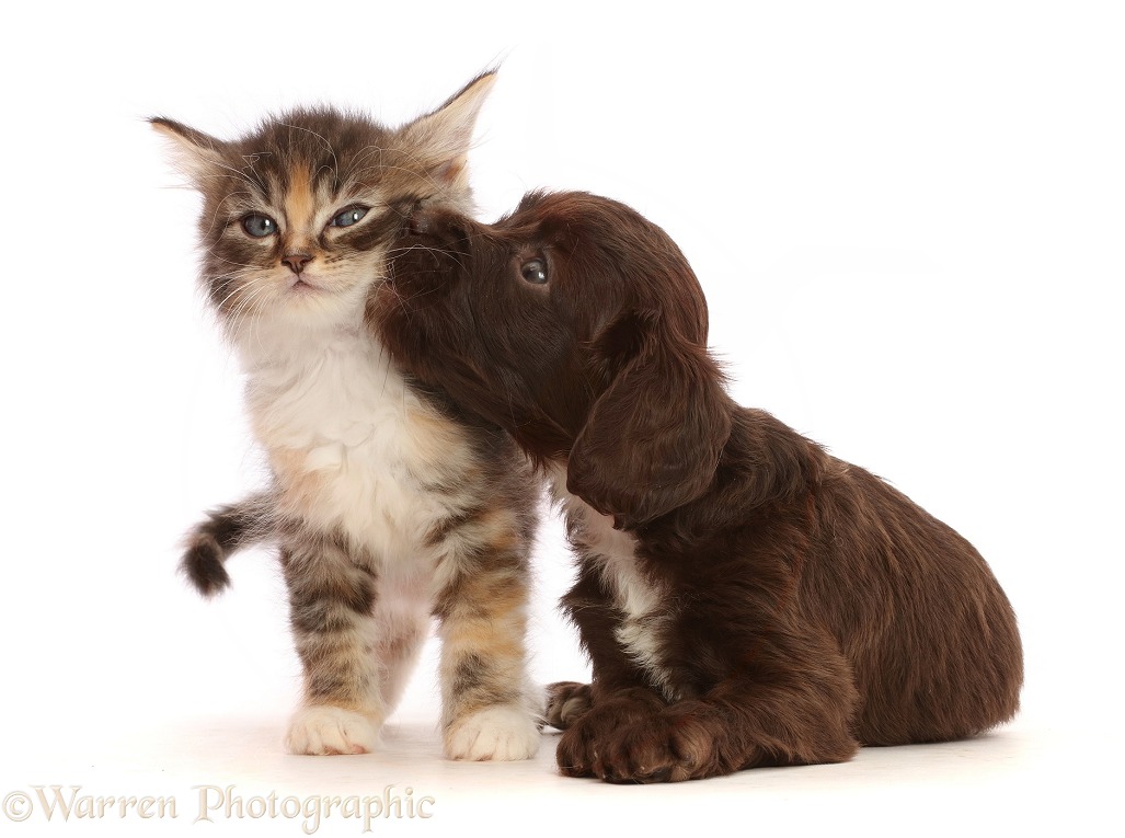 Chocolate Sproodle puppy and Tabby Tortoiseshell kitten, white background