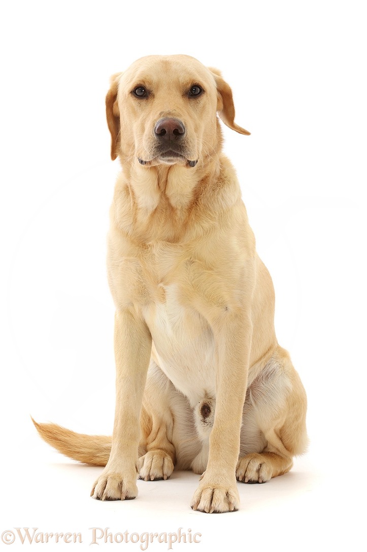 Yellow Labrador Retriever dog sitting, white background