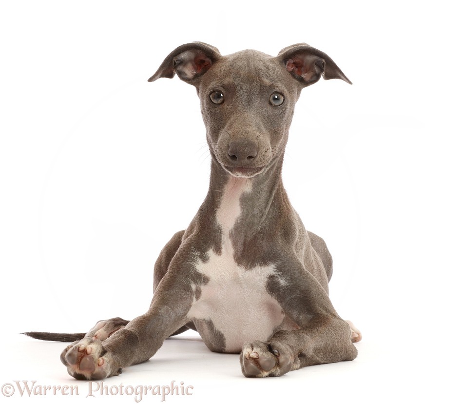 Blue Italian Greyhound puppy, 4 months old, white background
