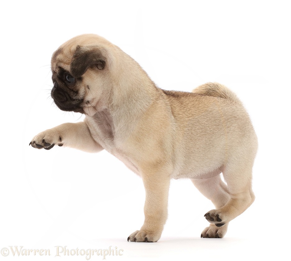 Fawn Pug puppy, 8 weeks old, stepping across, white background