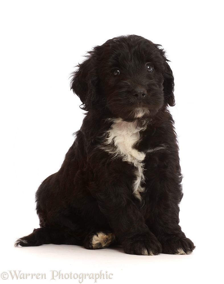 Black-and-white Sproodle puppy, white background
