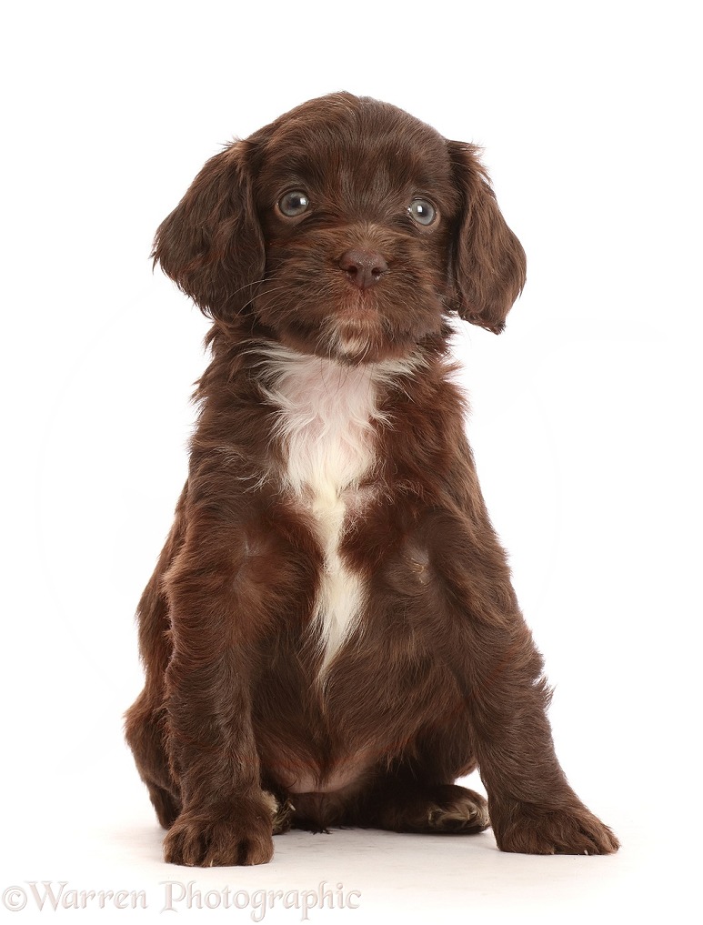Chocolate Sproodle puppy, white background