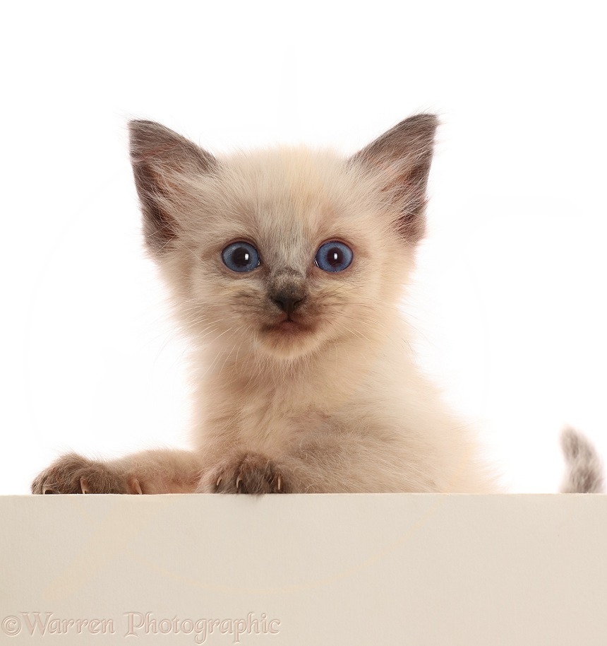 Blue-eyed colourpoint kitten, paws over, white background
