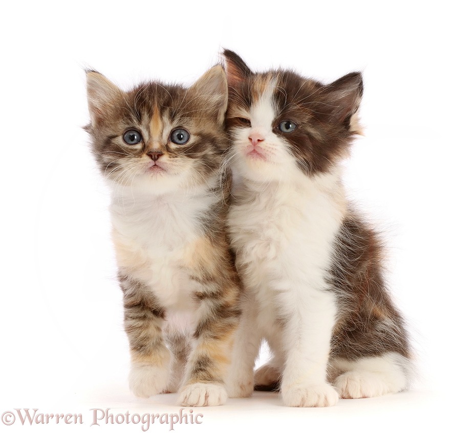 Calico and Tortie-Tabby kittens, white background