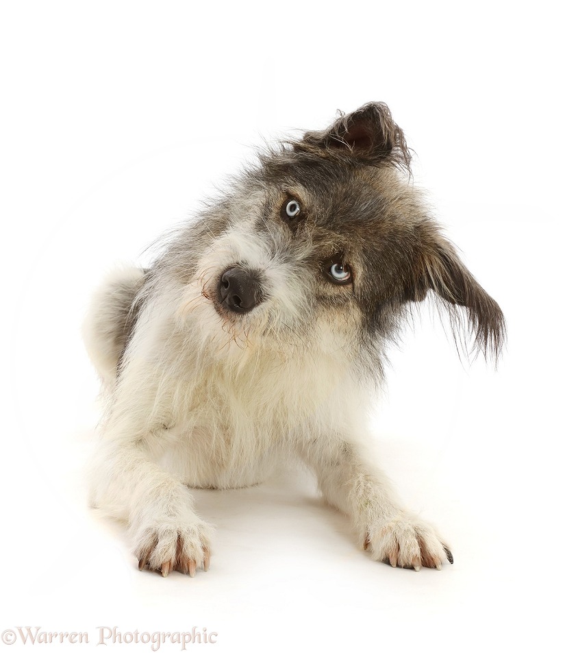 Romanian rescue dog, Polo, head tilted, white background