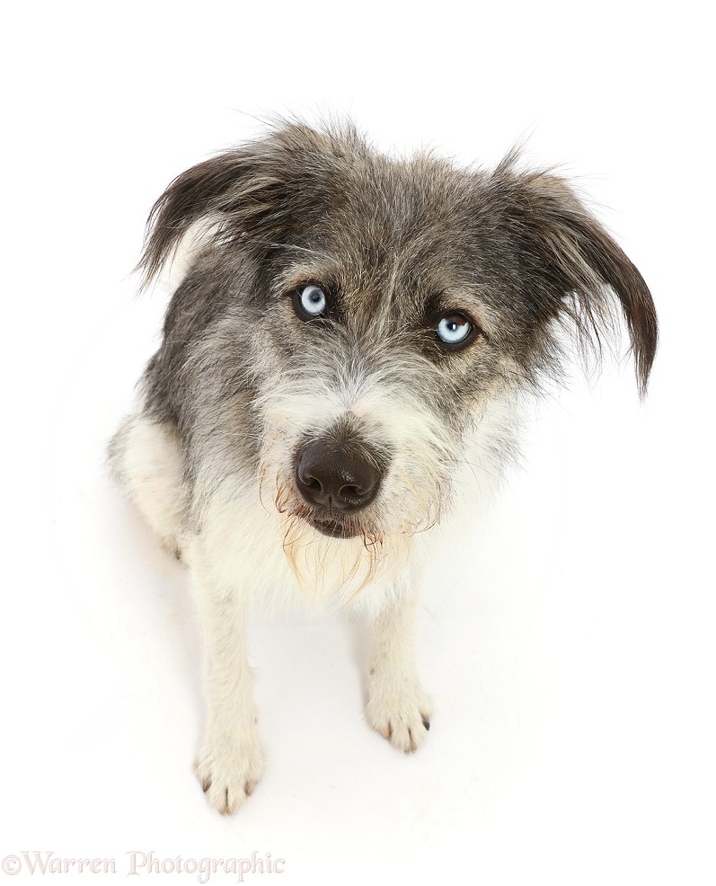 Romanian rescue dog, Polo, white background
