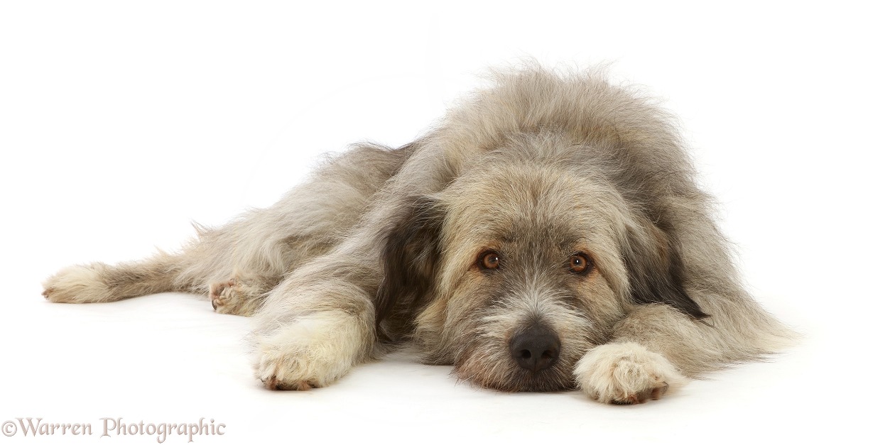 Romanian rescue dog, Kratu, lying chin on floor, white background