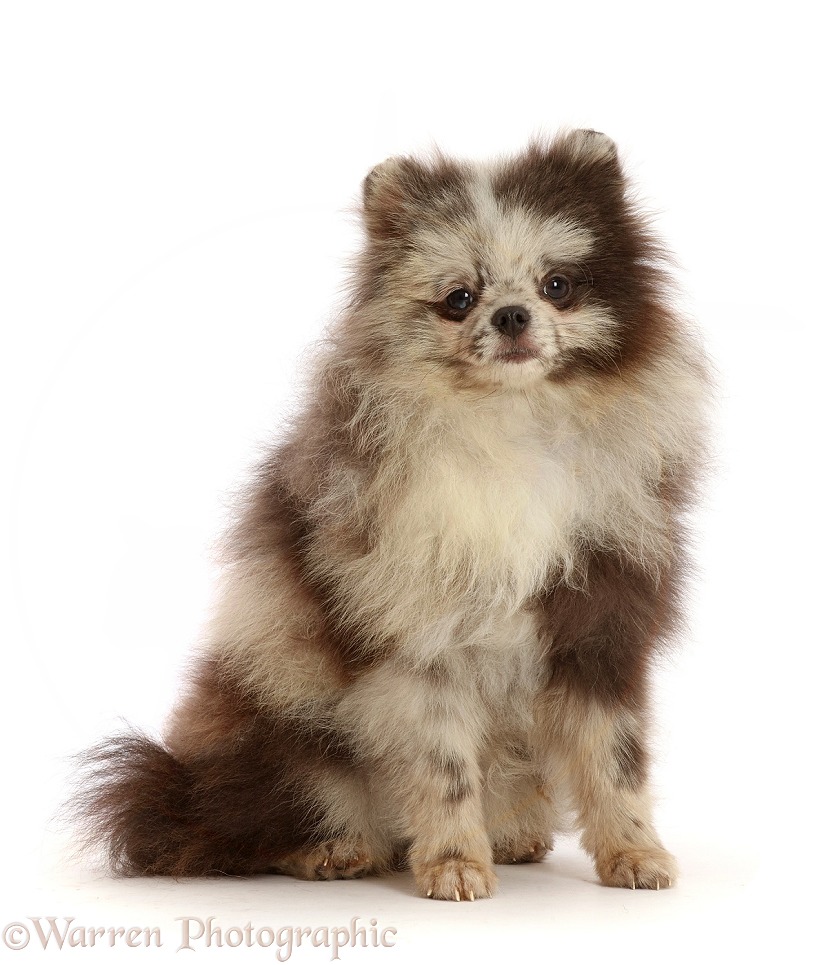 Merle Pomeranian puppy, white background