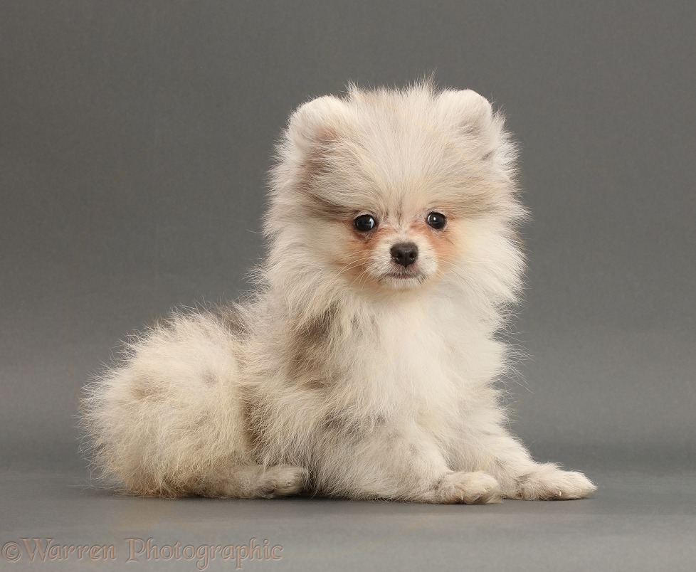 Pale Merle Pomeranian puppy on grey background