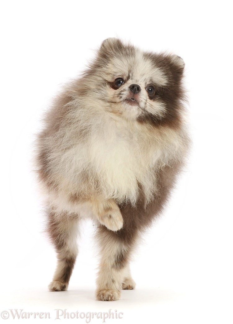 Merle Pomeranian puppy, standing with paw up, white background