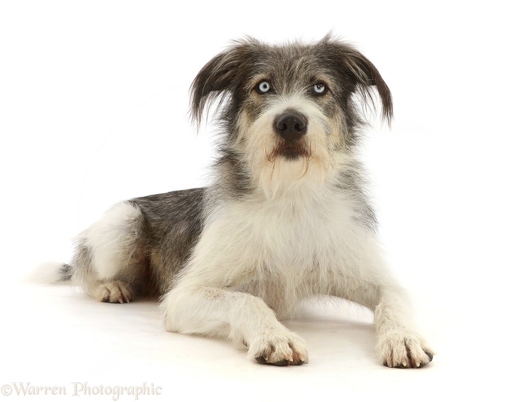 Romanian rescue dog, Polo, white background