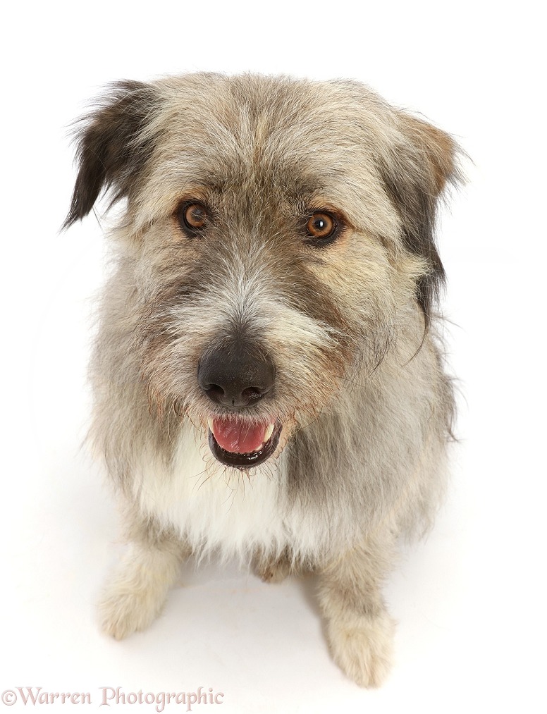 Romanian rescue dog, Kratu, white background