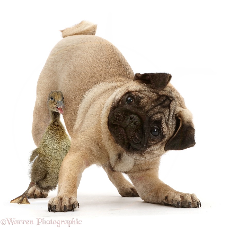 Pug puppy in play-bow with duckling, white background