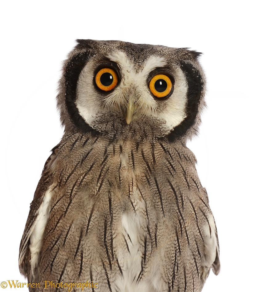 Southern White-faced Owl (Ptilopsis granti).  Southern Africa, white background