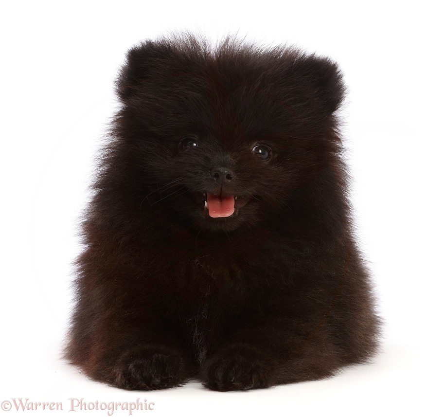 Black Pomeranian puppy, 10 weeks old, white background