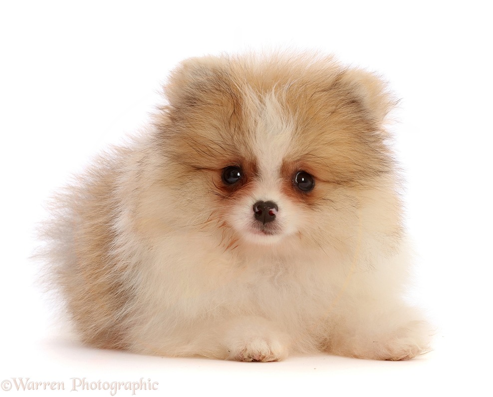Orange Sable Parti Pomeranian puppy, 10 weeks old, white background