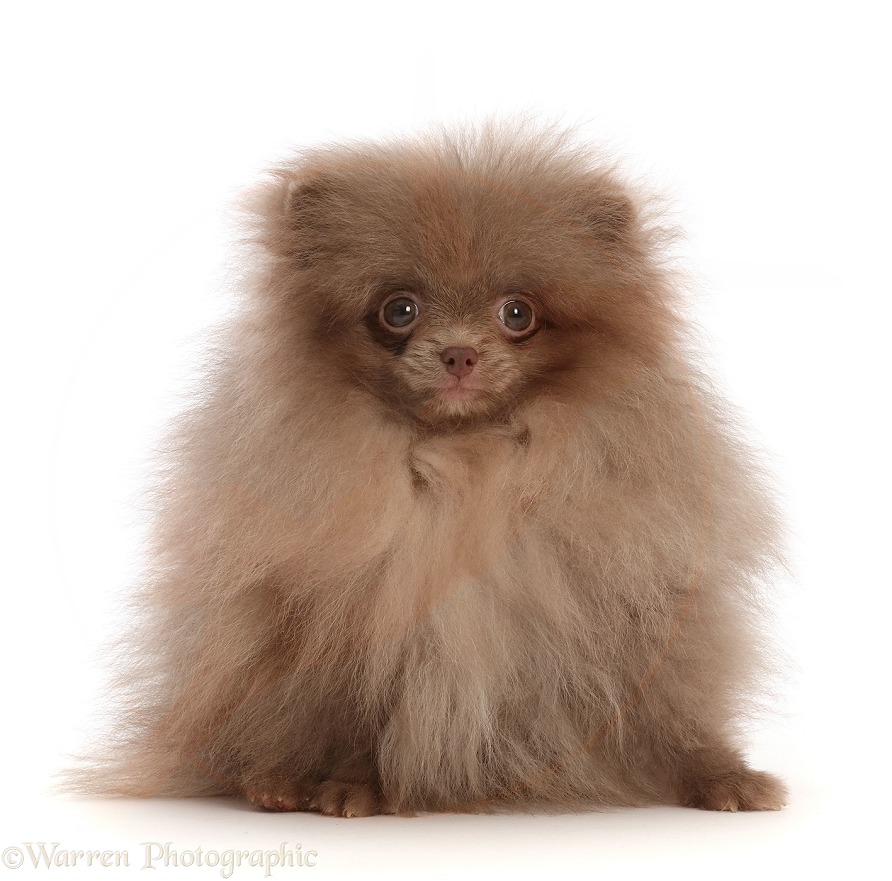 Lilac Pomeranian puppy, 15 weeks old, white background