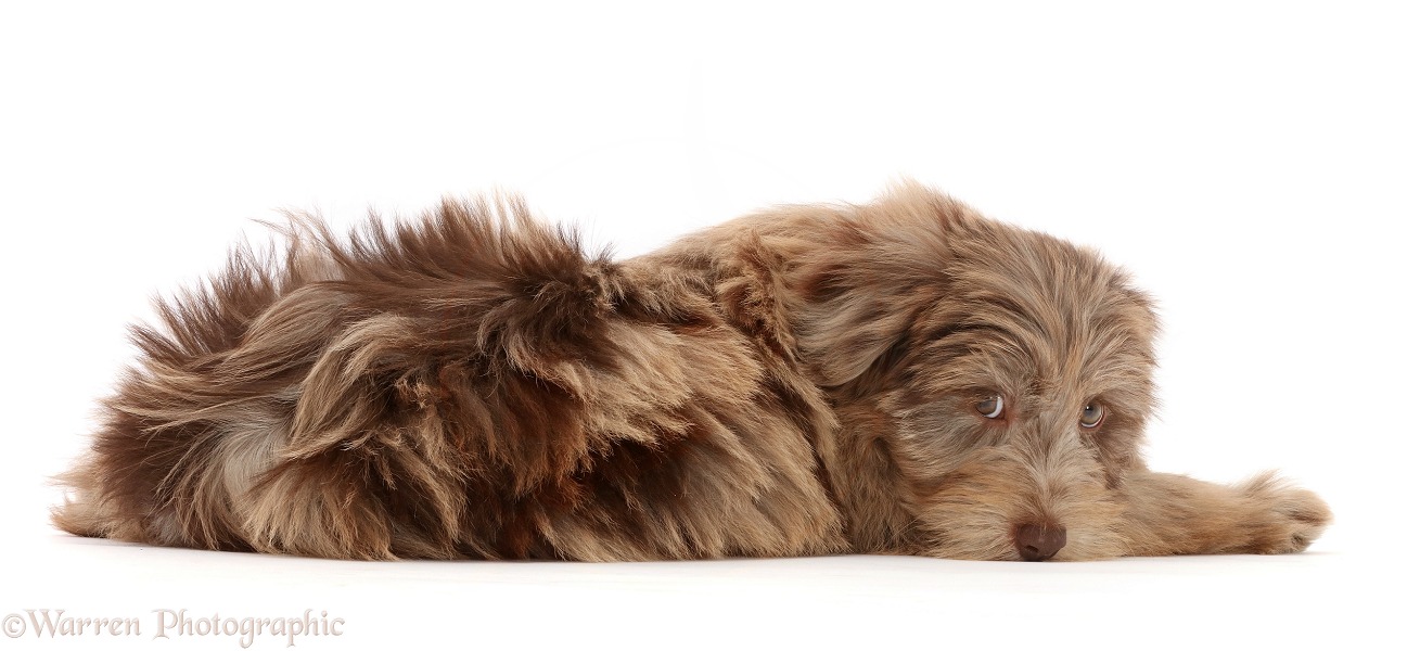 Chocolate merle Cockapoo puppy, Cola, 12 weeks old, lying and looking round, nose to the floor, white background