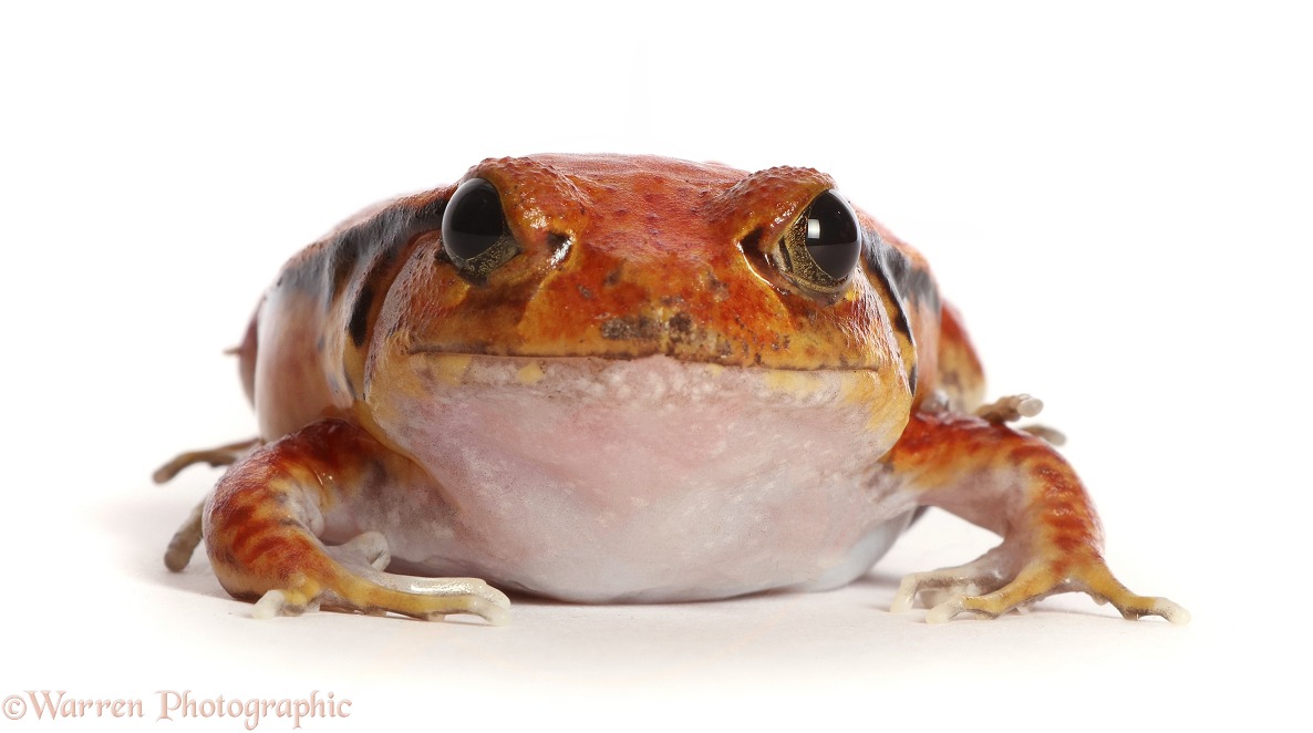 Tomato Frog (Dyscophus guineti).  Madagascar, white background