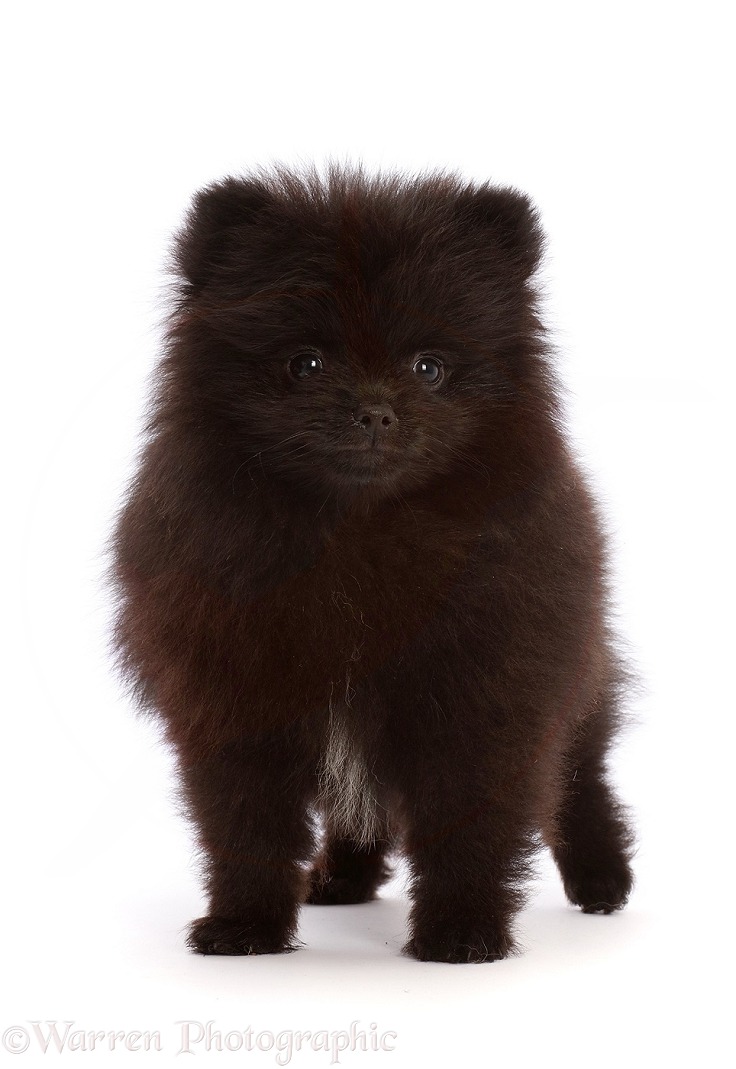 Black Pomeranian puppy, 10 weeks old, white background