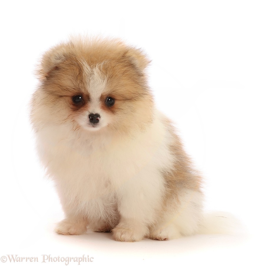 Orange Sable Parti Pomeranian puppy, 10 weeks old, white background