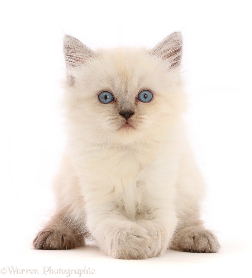 Playful Persian-x-Ragdoll kitten, 7 weeks old, paws clasped, white background