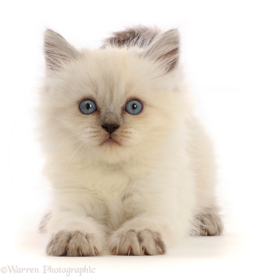 Playful Persian-x-Ragdoll kitten, 7 weeks old, white background