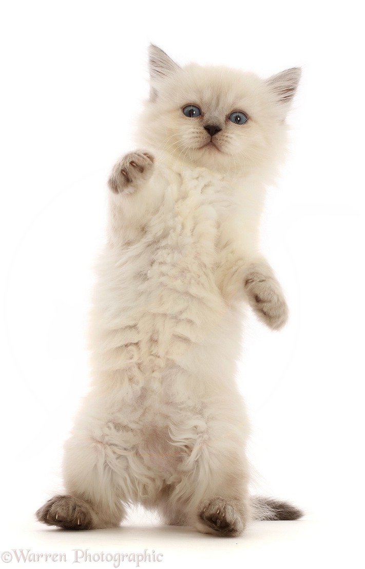 Persian-x-Ragdoll kitten, 7 weeks old, falling back, white background