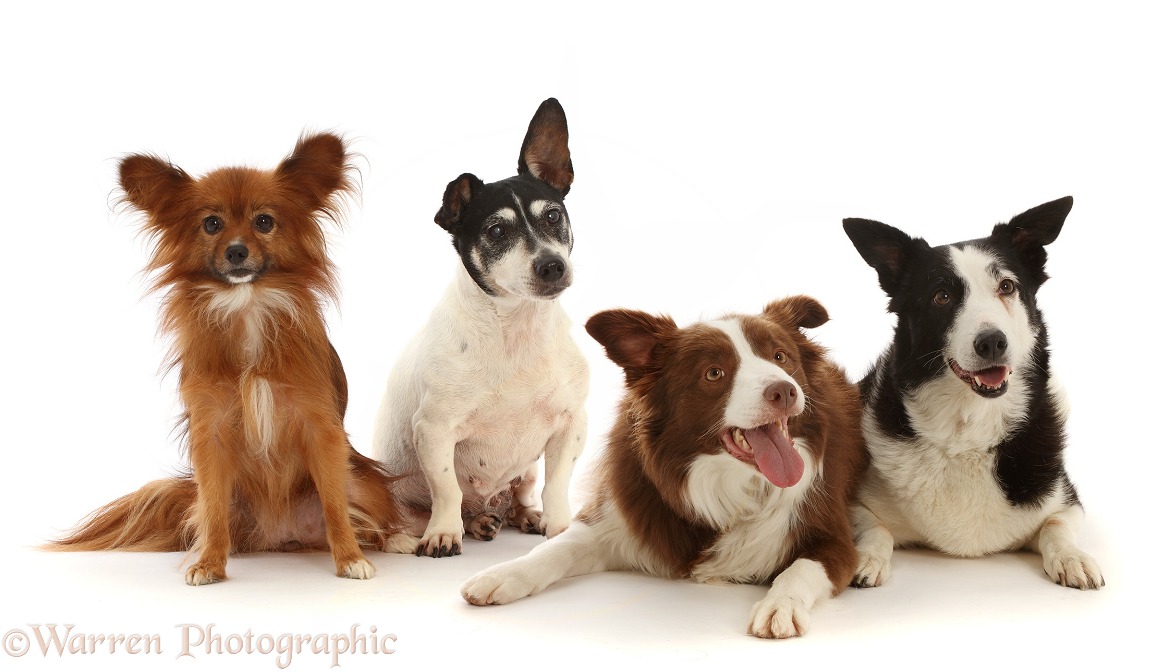 Four mixed dogs sitting and lying together, white background