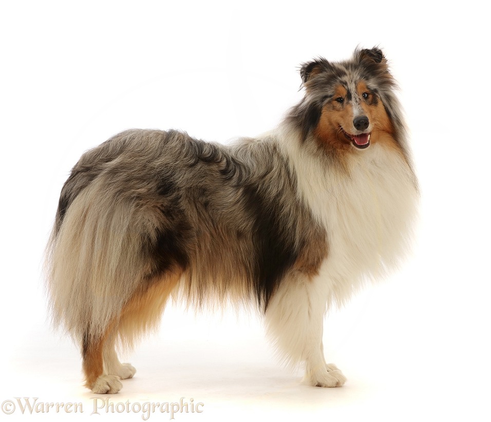 Rough Collie lying standing, white background