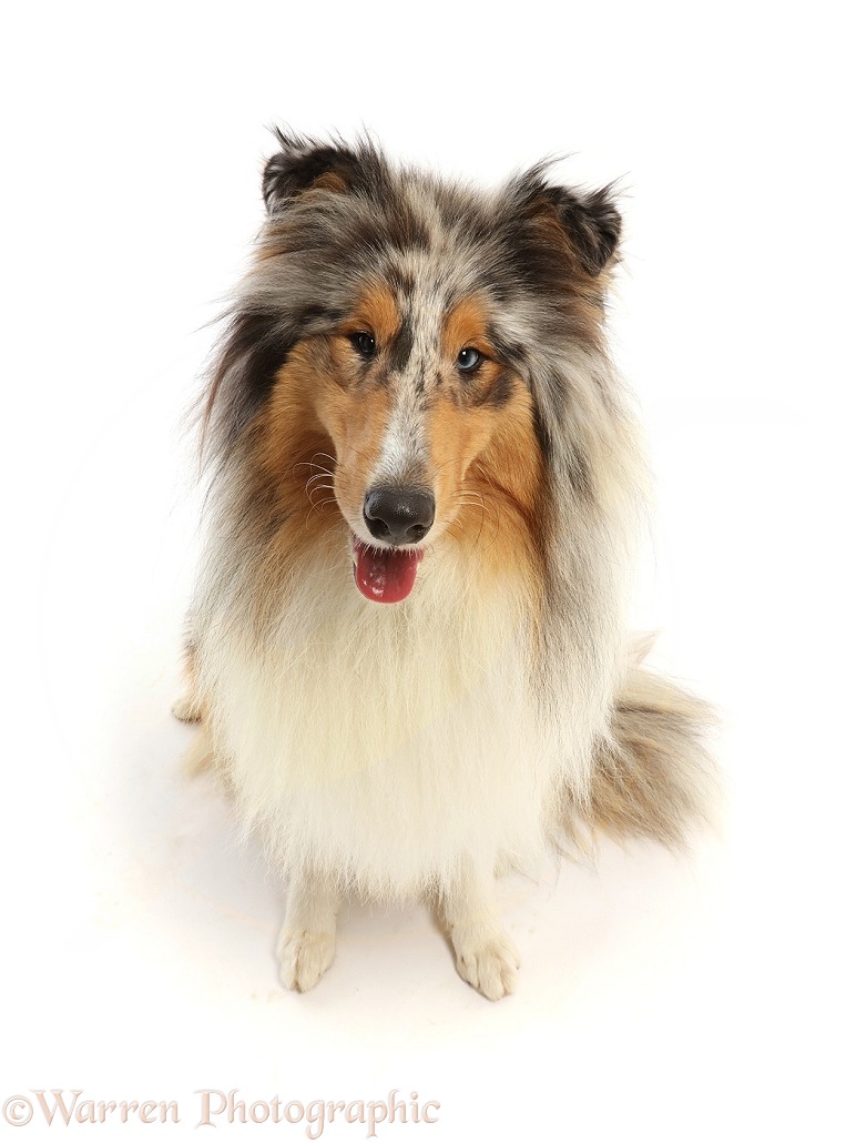 Rough Collie lying sitting, white background