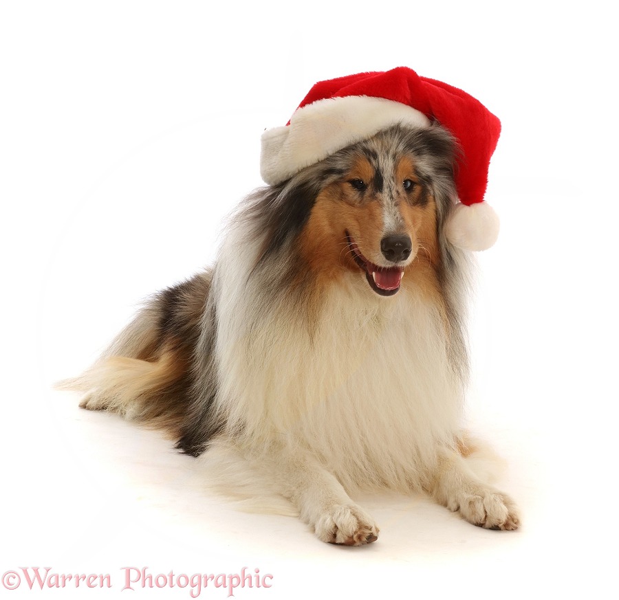 Rough Collie wearing a Father Christmas hat, white background