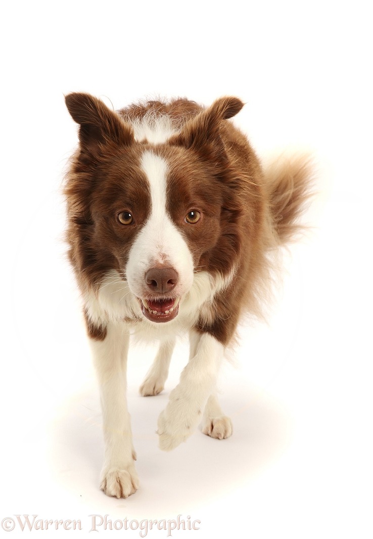 Chocolate-and-white Border Collie, 5 years old, walking, white background