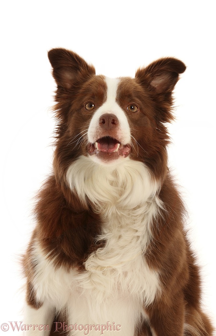 Chocolate-and-white Border Collie, 5 years old, white background
