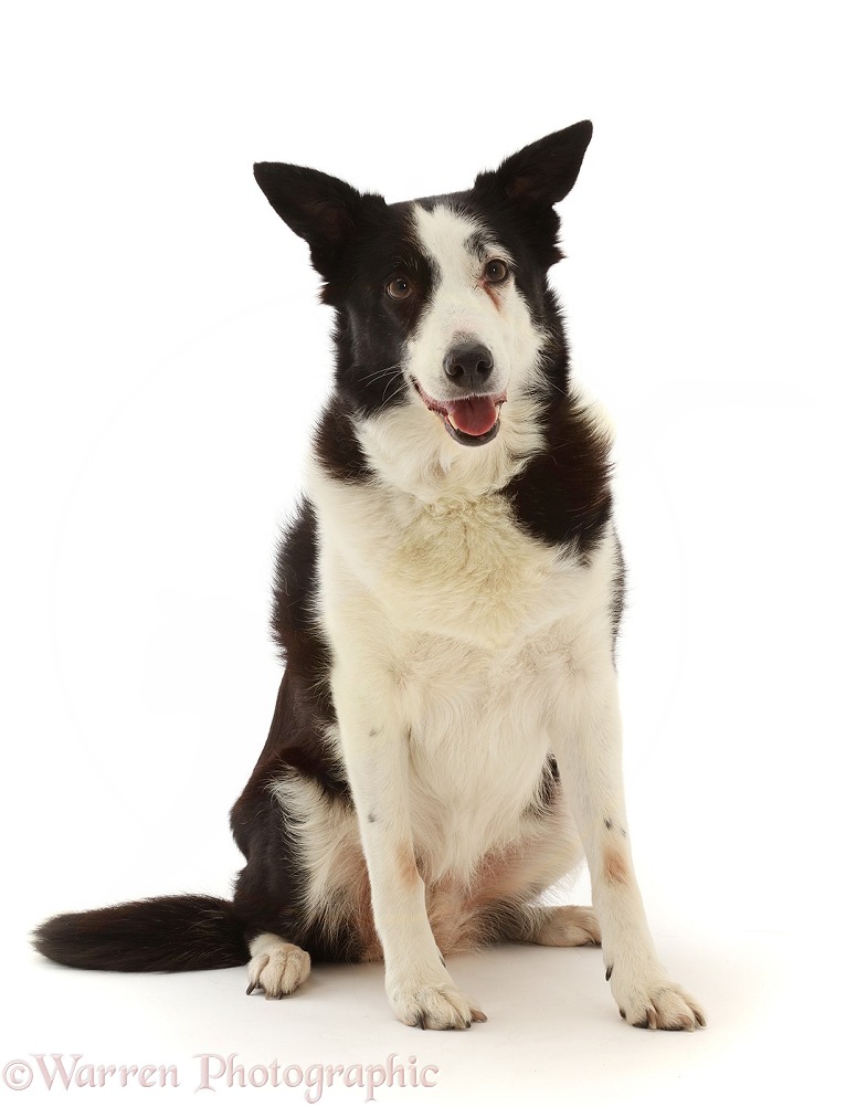 Black-and-white Border Collie x Lurcher, 10 years old, sitting, white background