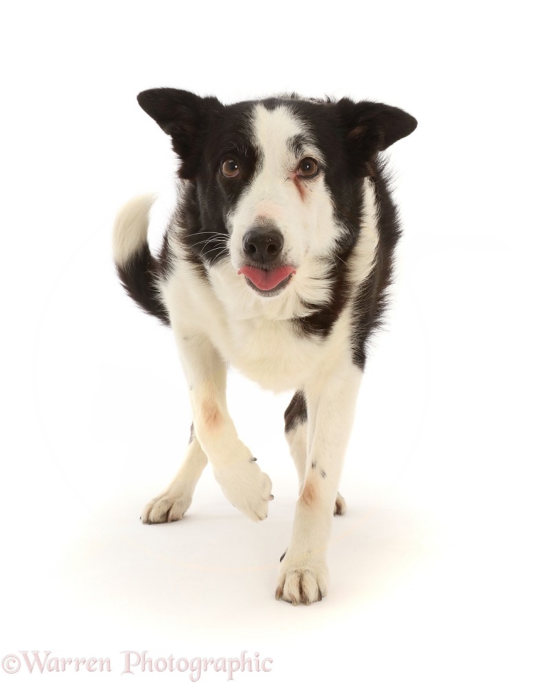 Black-and-white Border Collie x Lurcher, 10 years old, walking, white background