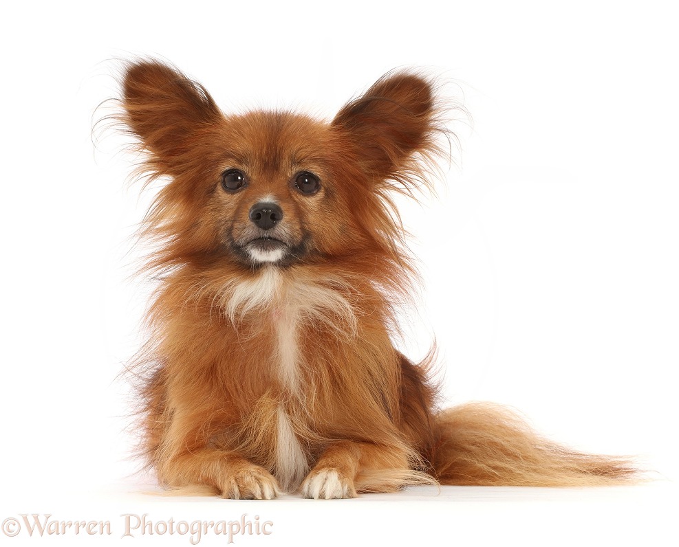 Paperanian (Pom x Papillon), 7 years old, white background