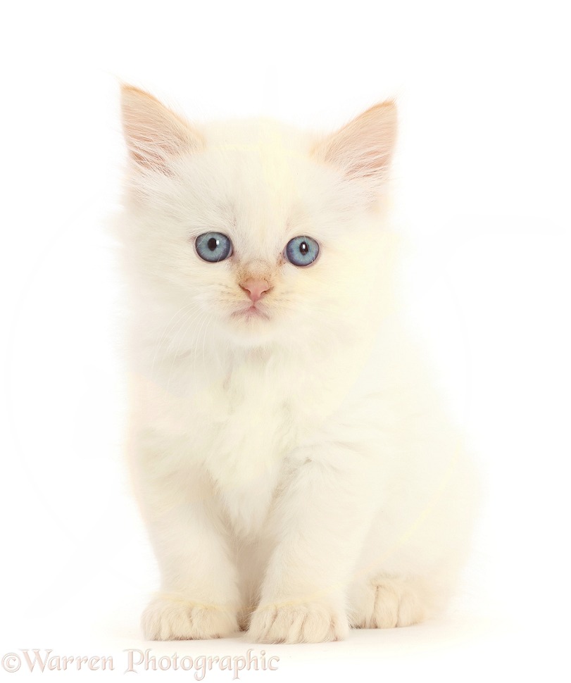 Orange point Persian-x-Ragdoll kitten, 7 weeks old, white background