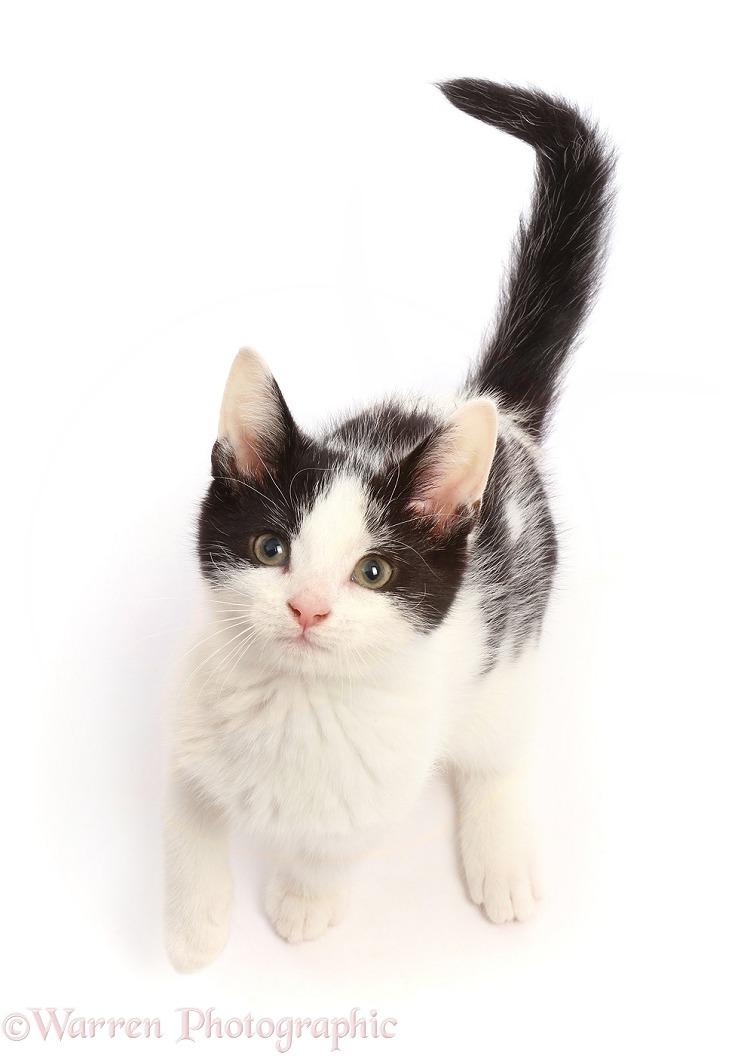 Black-and-white kitten, white background