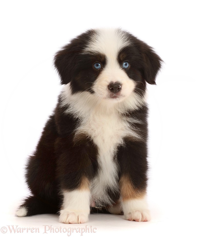 Black-and-white Mini American Shepherd puppy, white background