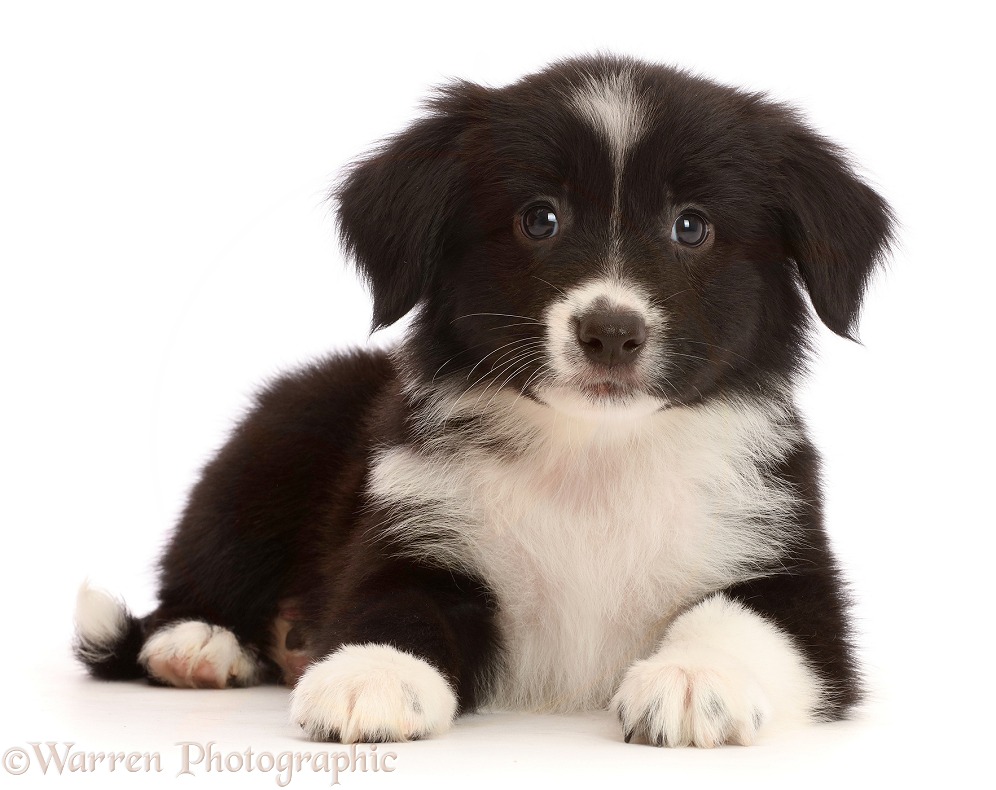 Black-and-white Mini American Shepherd puppy, white background