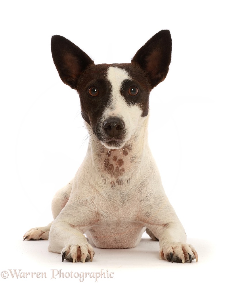 Chocolate-and-white Jack Russell Terrier, white background